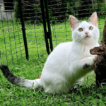 Sofi chat femelle à adopter