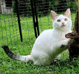 Sofi chat femelle à adopter